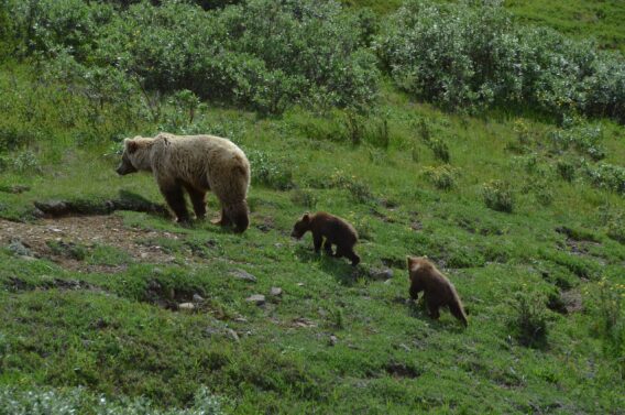 I regel ser vi björn under turen