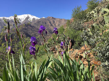 Irisen blommar om våren