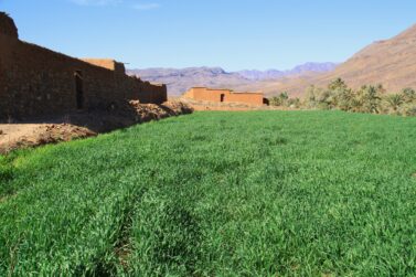 Saghromassivet kategoriseras som stenöken men det bjuder på överraskande grönska
